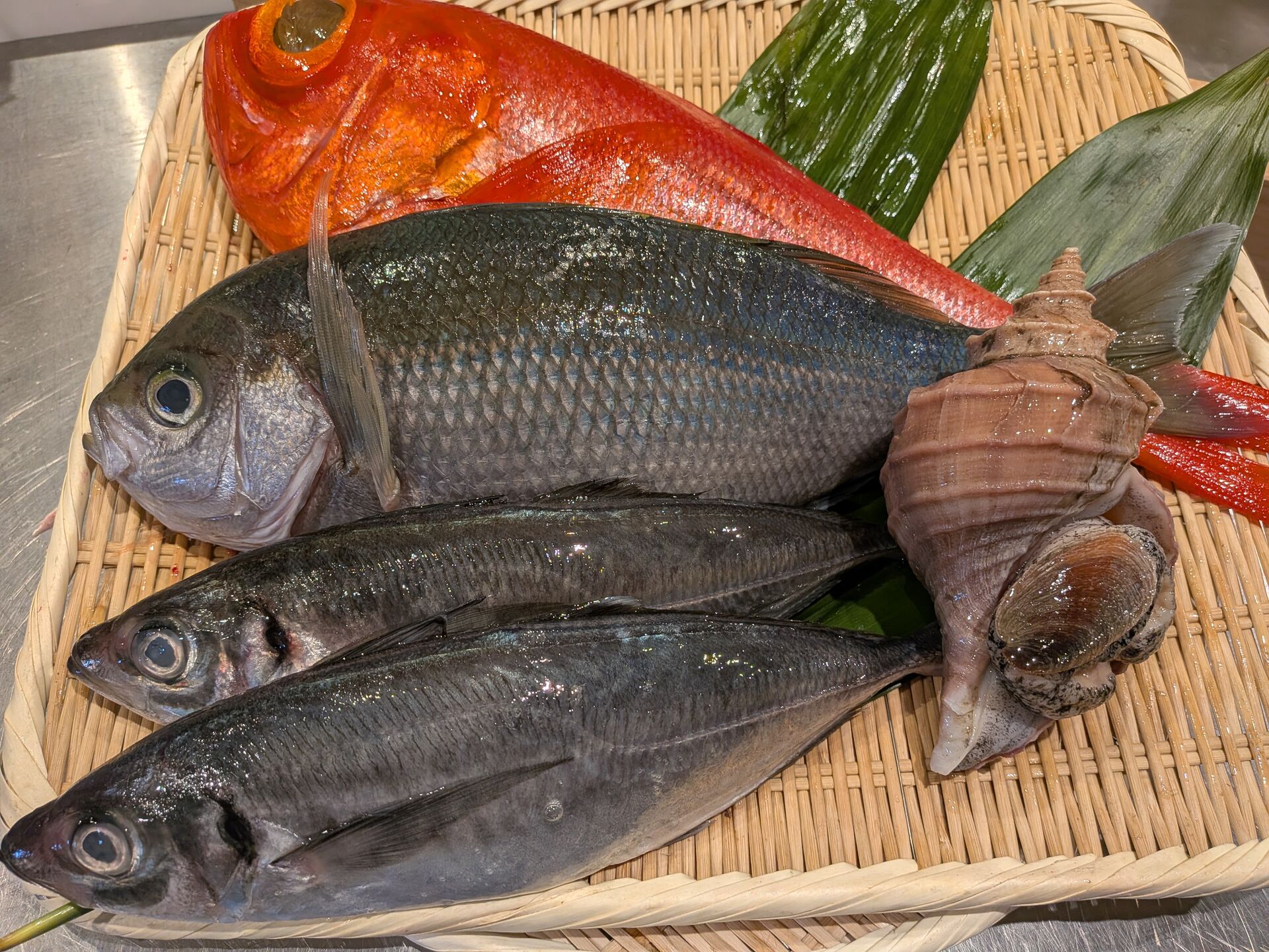 本日の入荷🐟️